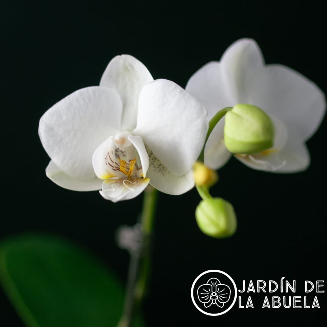 LA NANA | ORQUIDEA PHALEONOPSIS