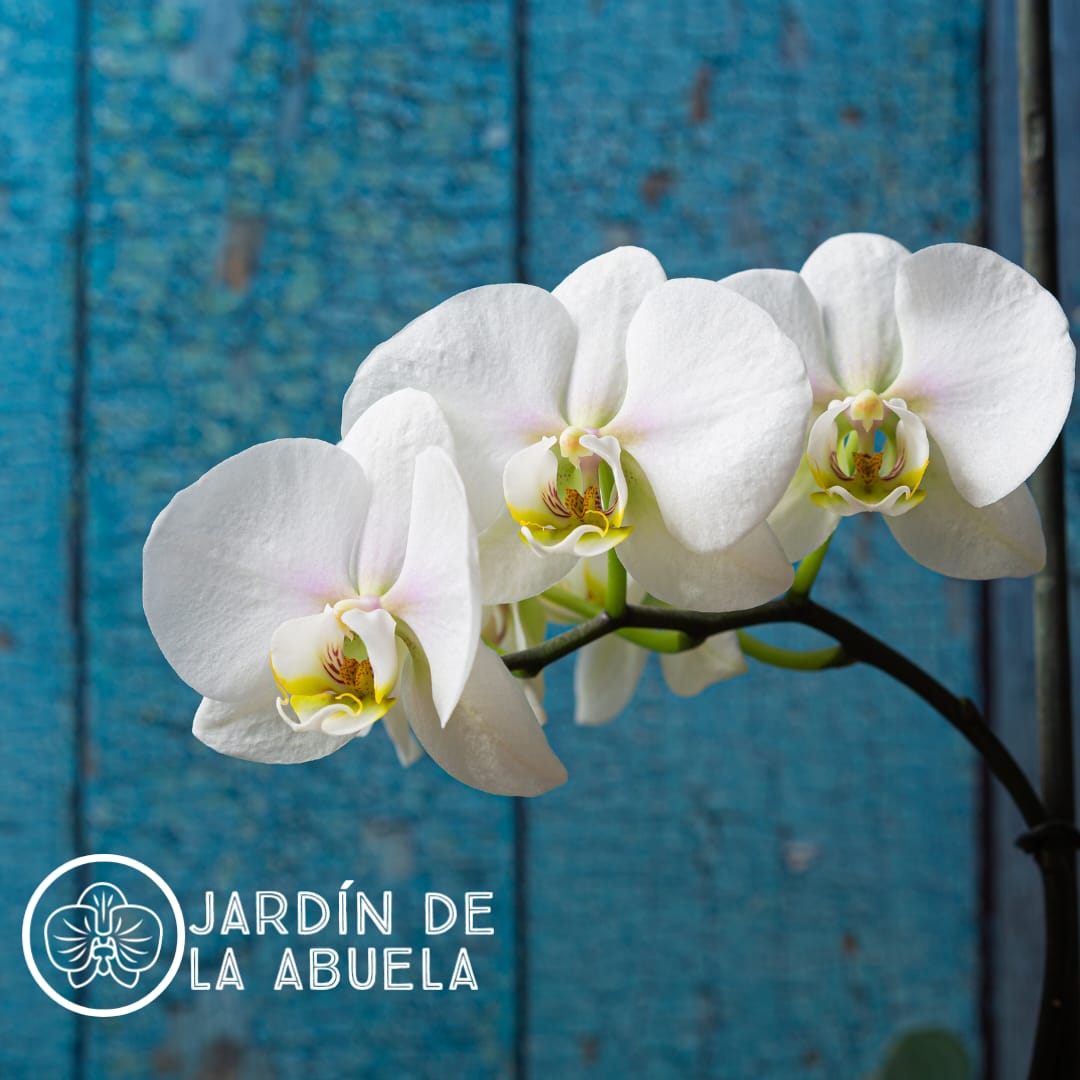 LA NANA | ORQUIDEA PHALEONOPSIS